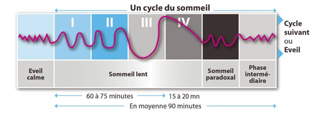 Les cycles du sommeil