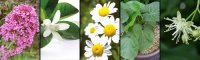 10 plantes pour trouver le sommeil